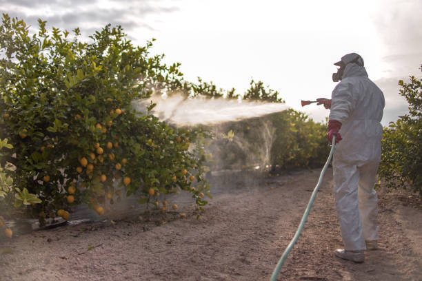 Best Flea Control Services  in Alamo, CA