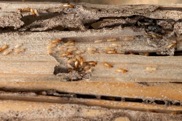 Best Wasp Removal Services  in Alamo, CA