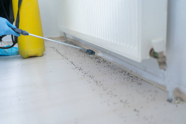 Best Bed Bug Extermination  in Alamo, CA