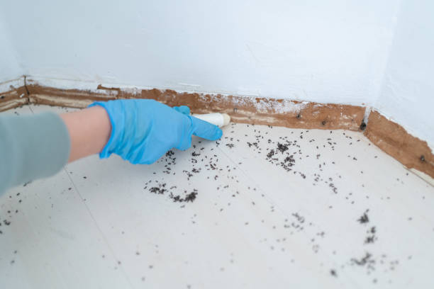 Best Commercial Pest Control Services  in Alamo, CA